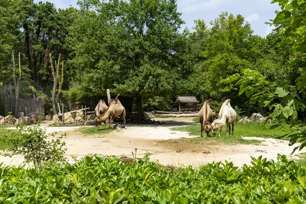 Animales Hábitat Natural Reconstruido Parque Zoológico — Foto de Stock