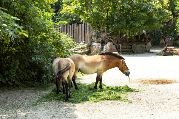 Animales Hábitat Natural Reconstruido Parque Zoológico —  Fotos de Stock