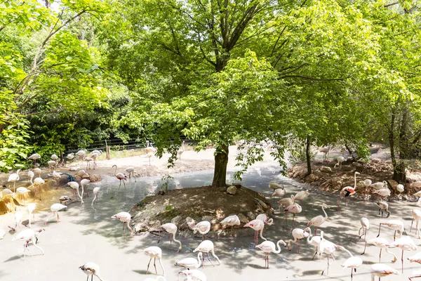 Animals Reconstructed Natural Habitat Zoological Park — Fotografia de Stock