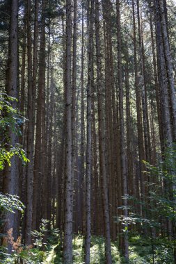 Güney Tyrol, İtalya 'daki San Francesco yolu ve Riva şelaleleri.