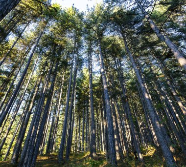 Camigliatello Silano 'daki Sila Milli Parkı
