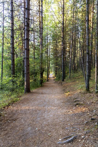 Národní Park Sila Camigliatellu Silano — Stock fotografie