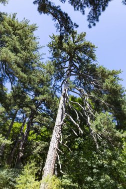Sila 'nın Devleri. Sila Milli Parkı