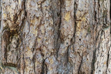 Sila 'nın Devleri. Sila Milli Parkı