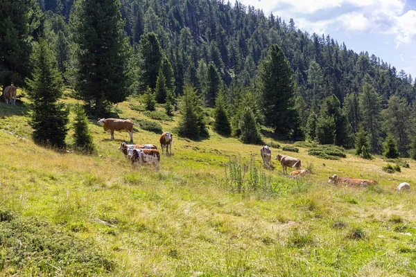 Csodálatos Hegyi Túraútvonal Dél Tirolban Gyönyörű Természeti Tájak Természet Sport — Stock Fotó