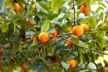 Delicious Sicilian oranges in a citrus grove