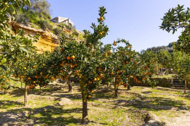 Turunçgillerdeki lezzetli Sicilya portakalları