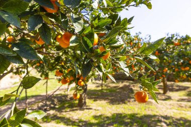Turunçgillerdeki lezzetli Sicilya portakalları