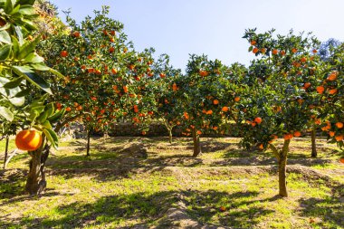 Turunçgillerdeki lezzetli Sicilya portakalları