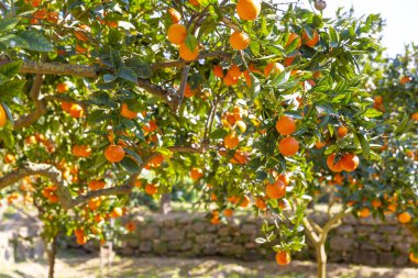 Delicious Sicilian oranges in a citrus grove