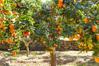 Delicious Sicilian oranges in a citrus grove