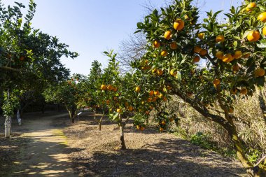 Turunçgillerdeki lezzetli Sicilya portakalları