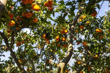 Turunçgillerdeki lezzetli Sicilya portakalları