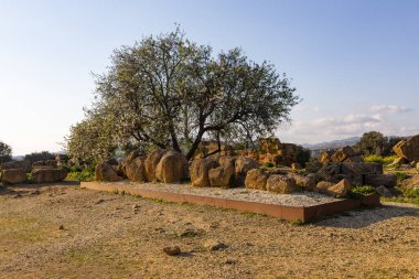 Agrigento Tapınakları Vadisi 'ndeki büyük Olympian Zeus Tapınağı' nın görkemli Telamon 'u.
