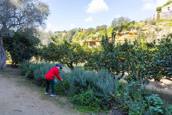 Delicious Sicilian Oranges Citrus Grove — Stockfoto