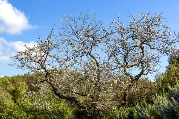 Almond Tree Full Flowers Spring Sicily — Φωτογραφία Αρχείου