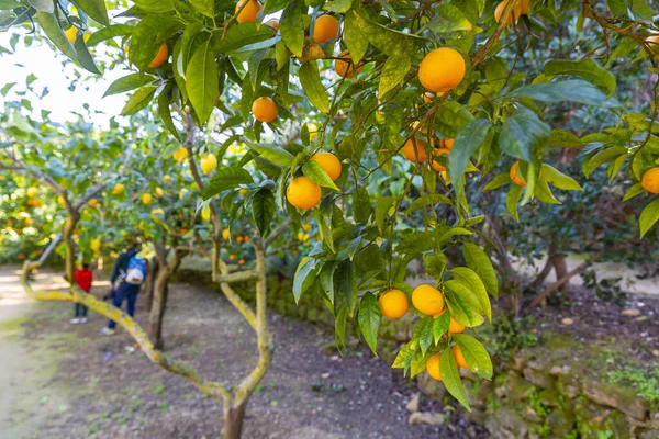 Delicious Sicilian oranges in a citrus grove