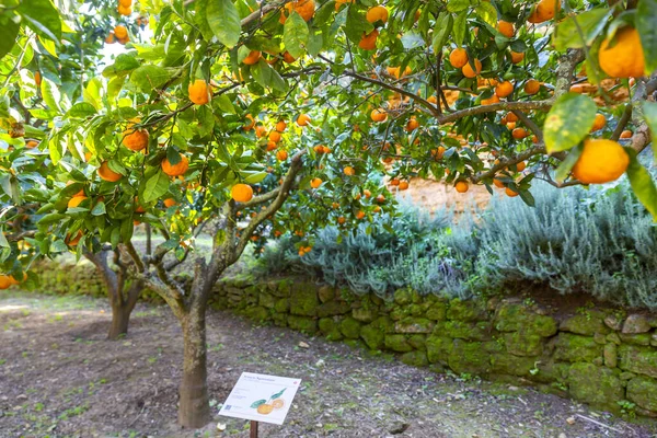 Delicious Sicilian Oranges Citrus Grove — Fotografia de Stock