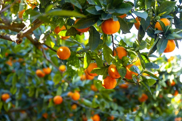 Delicious Sicilian Oranges Citrus Grove — Stock Photo, Image