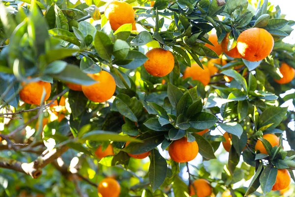 Delicious Sicilian Oranges Citrus Grove — Stockfoto