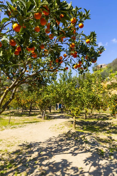 Delicious Sicilian Oranges Citrus Grove — Fotografia de Stock