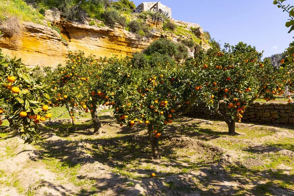 Delicious Sicilian Oranges Citrus Grove — Φωτογραφία Αρχείου