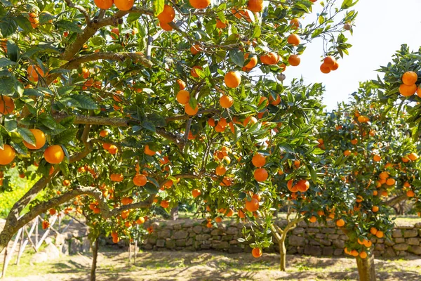 Delicious Sicilian oranges in a citrus grove