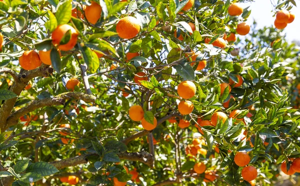 Delicious Sicilian Oranges Citrus Grove — Stockfoto