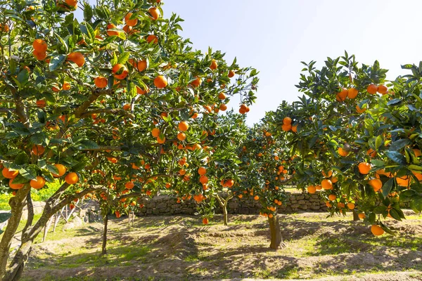 stock image Delicious Sicilian oranges in a citrus grove