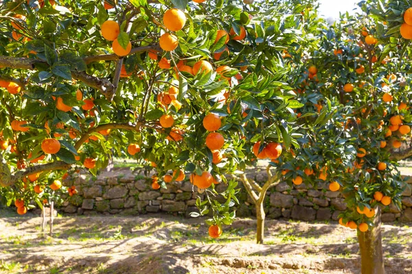 Delicious Sicilian oranges in a citrus grove