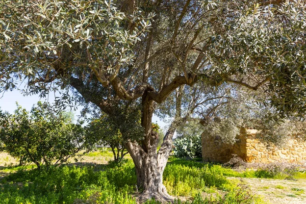 Garden Kolymbetra Archaeological Park Valley Temples Agrigento —  Fotos de Stock