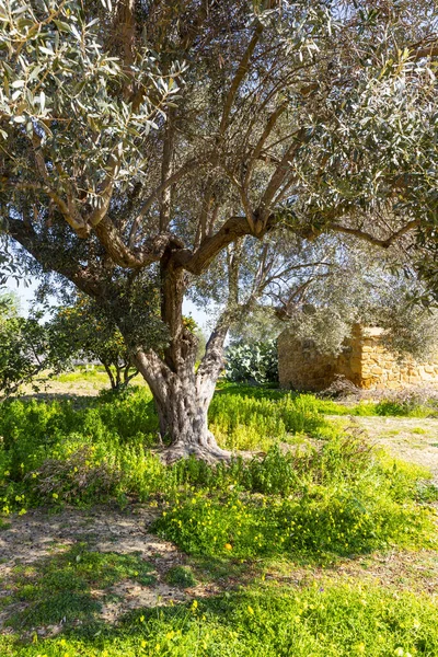 Garden Kolymbetra Archaeological Park Valley Temples Agrigento — Stockfoto