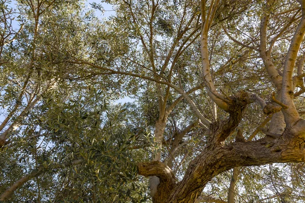 Tuin Van Kolymbetra Het Archeologische Park Van Vallei Van Tempels — Stockfoto