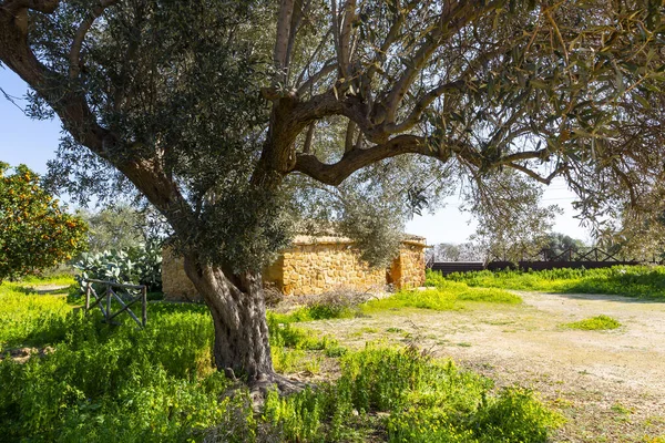 Garden Kolymbetra Archaeological Park Valley Temples Agrigento — Foto de Stock