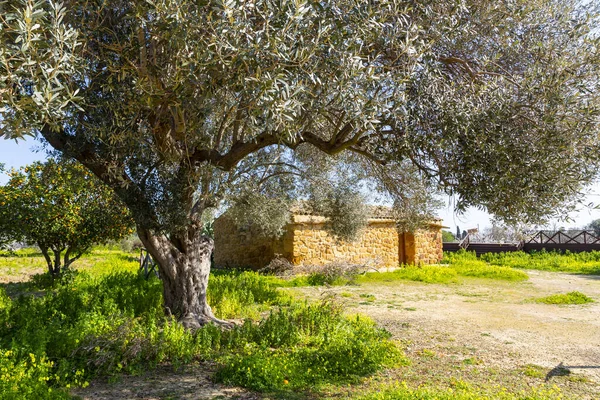 Garden Kolymbetra Archaeological Park Valley Temples Agrigento — Stockfoto