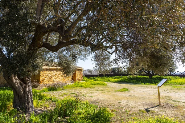 Garden Kolymbetra Archaeological Park Valley Temples Agrigento — Foto de Stock