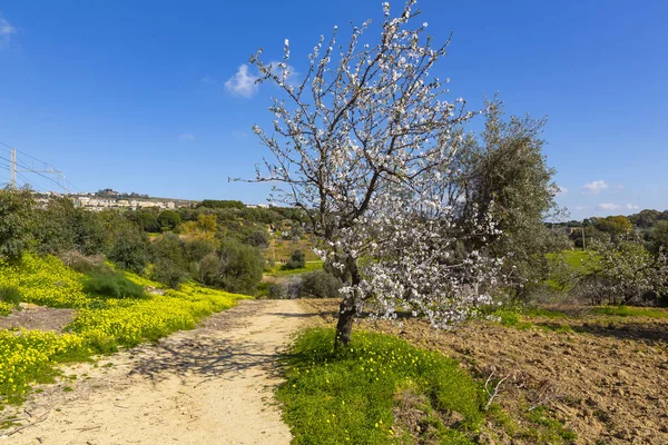 Almond Tree Full Flowers Spring Sicily — Foto de Stock