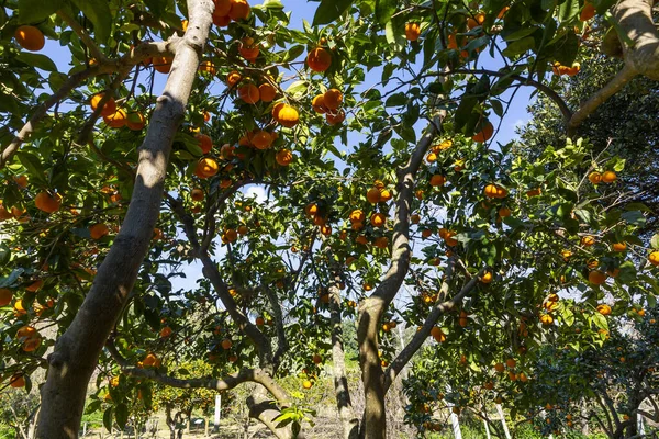 Delicious Sicilian Oranges Citrus Grove — Φωτογραφία Αρχείου