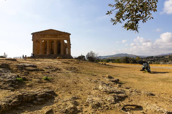 Concordia Tapınağı Agrigento Tapınaklar Vadisi Arkeoloji Parkı — Stok fotoğraf