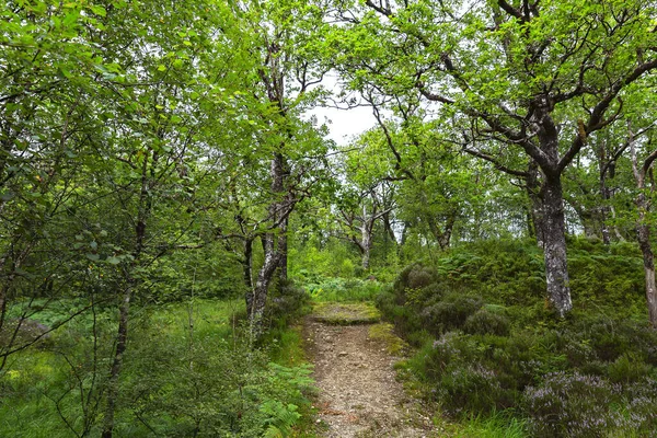 Maravilloso Paisaje Natural Strone Hill Forestry Escocia — Foto de Stock