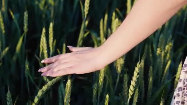 Woman Walking Wheat Field Sunset Touching Green Ears Wheat Her — Stock Video