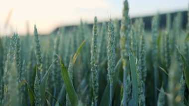 Gün batımında yeşil buğdayın yakın görüntüsü. Mısır gevreği arazisi, tarım endüstrisi. Yeşil buğday sapları rüzgarda savruluyor. Doğal buğday tarlası. Doğa buğday tarlasında altın gökyüzü ve akşam bulutları 