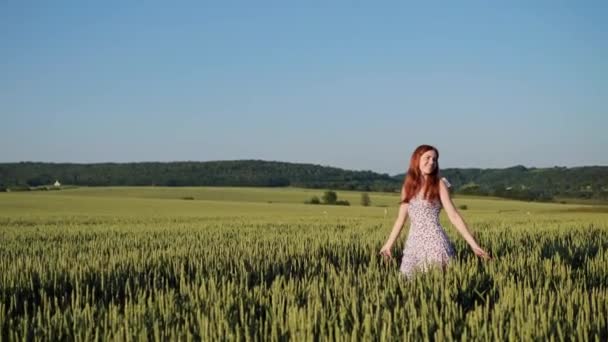 Kobieta Przechadzająca Się Polu Pszenicy Zachodzie Słońca Dotykając Dłońmi Zielonych — Wideo stockowe