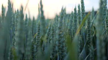 Akşam günbatımında erken buğday tarlasını kapatın. Olgun kulaklar. Zengin hasat konsepti. Yavaş çekim buğday tarlası. Yeşil buğday kulakları yakında. Güzel Doğa, Kırsal Manzara