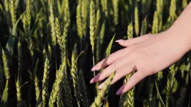 女性の農家の手で小麦の耳に触れ 日没時に小麦の緑のフィールドを歩く 手の農家は 彼女の収穫を検査し 太陽の下でフィールドに小麦の耳に触れています 農業事業 — ストック動画