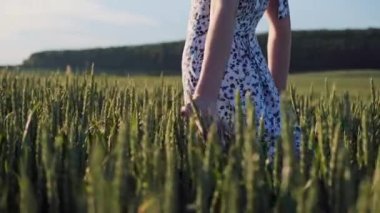 Gün batımında buğday tarlasında yürüyen güzel bir kadın, elleriyle buğday yeşili kulaklara dokunuyor. Meadow 'daki mutlu yaz kızı. Güzel kaygısız dişi tarlalarda