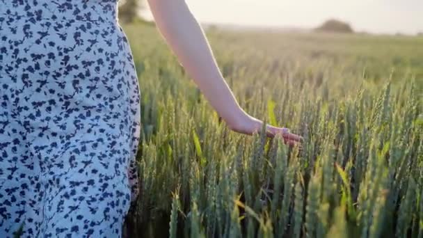 Woman Walking Wheat Field Sunset Touching Green Ears Wheat Her — Stock Video