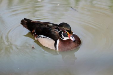 Gölette açık kanatlı ördek. Ördek göletin üzerinde uçuyor. Açık kanatlı ördek. Vahşi ördek. Vahşi Hayvan