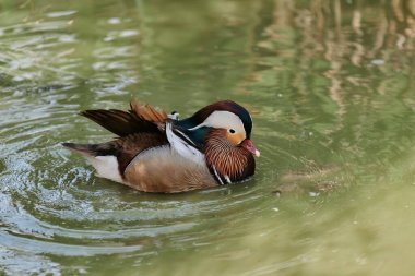 Gölette açık kanatlı ördek. Ördek göletin üzerinde uçuyor. Açık kanatlı ördek. Vahşi ördek. Vahşi Hayvan