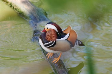 Gölette açık kanatlı ördek. Ördek göletin üzerinde uçuyor. Açık kanatlı ördek. Vahşi ördek. Vahşi Hayvan